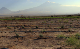Iğdır’da rüzgar erozyonu yaşanan topraklar tarımsal üretimle korunuyor